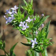 Image result for Conostomium natalense