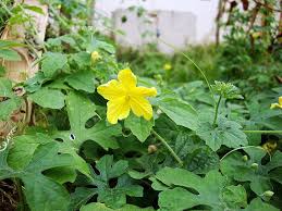 Image result for Momordica charantia