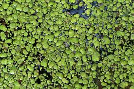 Image result for Polystachya delepierrei