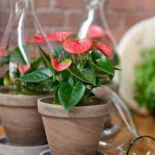 Flamingo Flower Lifespan Best Flower Wallpaper