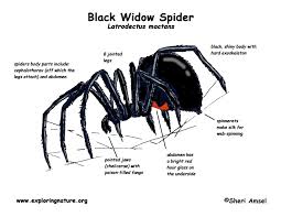 They are considerably smaller than the female size, about half the size and usually has yellow or red band with. Spider Black Widow