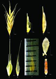 Image result for Tripogon