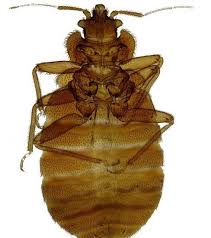 Die fahrtzeit von alo hotel by ayres zum santa ana, usa beträgt in etwa 23min. Bed Bugs 6 Things You Might Not Know Pest Control Tips