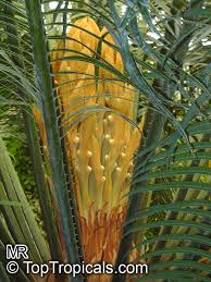 Image result for Cycas