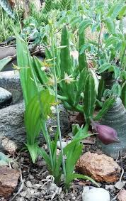 Image result for Eulophia streptopetala