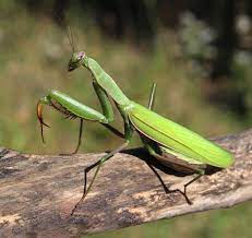 Check spelling or type a new query. Praying Mantis Beneficial Insect Harvest To Table