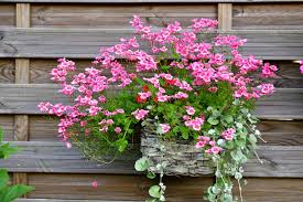 Image result for ostruhatka