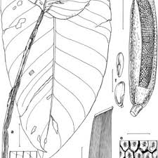 Image result for Syngonanthus robinsonii