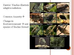 The medium ground finch and the cactus finch are adapted to consume different types of foods. Evolution Darwin Natural Selection Broad Concept Evolution Is