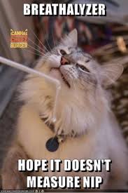 Image result for i can has cheezburger