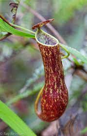 Nepenthes Gracilis Carnivorous Plants Insectivorous Plant Pitcher Plant