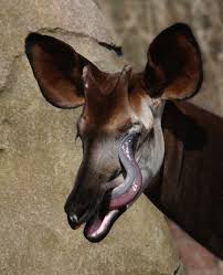 Newt In The Throat Weird Animals Okapi Giraffidae