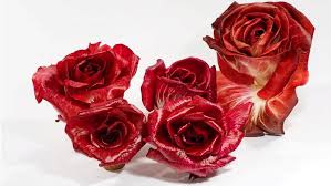 Check spelling or type a new query. La Rosa Di Gorizia Radicchio Rosso La Tua Italia