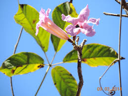 Image result for Handroanthus sp. near impetiginosus