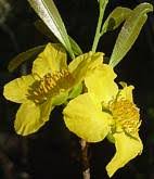 Image result for Ochna confusa