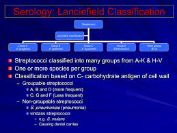 Ppt Diagnosis Of Streptococci Powerpoint Presentation