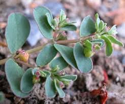 Image result for Chamaecrista wittei