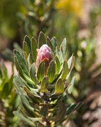 A Young Protea Flower Not Quite Ready For Harvesting Protea Flower Farm Californiafarm Growing Plants Natur Protea Flower Flower Farm California Farms