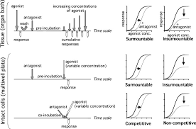 Information and translations of insurmontable in the most comprehensive dictionary definitions resource on the web. Kinetic Versus Allosteric Mechanisms To Explain Insurmountable Antagonism And Delayed Ligand Dissociation Sciencedirect