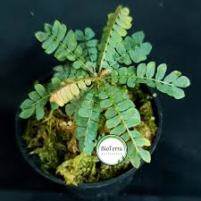 Image result for Biophytum