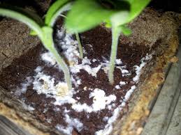 Oct 01, 2020 · what causes mold growth on houseplant soil? What Is This White Mold Infesting My Tomato Plants Gardening Landscaping Stack Exchange