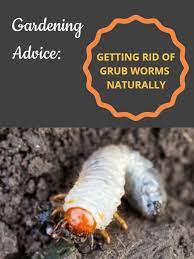 Pin On Gardening Advice