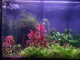 Alternanthera reineckii is a species of aquatic plant in the family amaranthaceae. My Amano Shrimp Ate All Of My Alternanthera Reineckii Any Suggestions For A Red Replacement They Will Not Eat Plantedtank