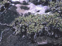 Image result for Urochloa subulifolia