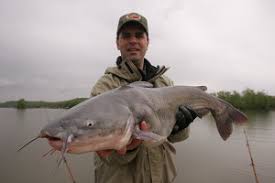 blue catfish length to weight conversion chart