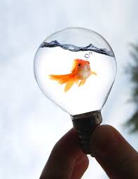 Browse Art Deviantart Light Bulb Aquarium Light Bulb Fish Bulb Photography