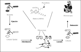 La hibridación fluorescente in situ, abreviada fish, es un método para localizar un fragmento de adn en el genoma. Http Www Redalyc Org Pdf 3438 343835703013 Pdf