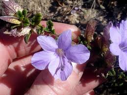 Image result for Barleria crassa