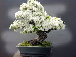 Image result for rosemary bonsai