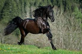 Aber woran erkennt man, ob ein pferd ein rennpferd ist? Friesen Pferdefotografie Hundefotografie Fotografie Bettina Niedermayr Pferde Mensch Pferd Hunde Portrait Stall Friesenpferde Pferde Rassen Pferde