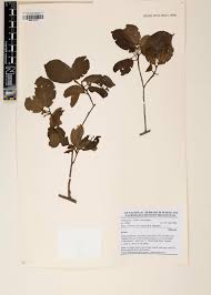 Image result for Grewia forbesii