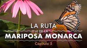 Santuario De Las Mariposas Monarcas Capitulo 5 Salvemos A La Monarca Mariposa Monarca Monarcas Santuario