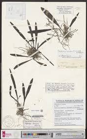 Image result for Polystachya cribbiana