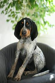 American Foxhound Black And Tan Virginia Foxhound Pin By Ponnu Swamy On Free Hit Dogs Hound Puppies Interactive Dog Toys