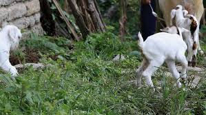 Free Baby Goat Stock Video Footage Royalty Free Video Download Coverr