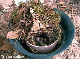 How many eggs does a bald eagle lay? Breeding Carolina Wren Thryothorus Ludovicianus Birds Of The World