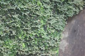 Image result for Justicia buchholzii