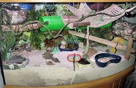 Free shipping over $75 with code! Hermit Crabs Animal Questions Org Hermit Crab Tank Hermit Crab Habitat Hermit Crab Cage