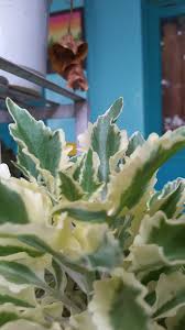 Image result for Kalanchoe glaucescens