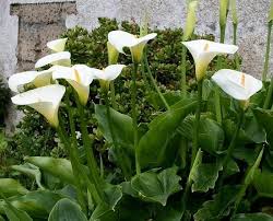 Quante volte ricevendo dei fiori avete visto la vostra casa di colpo prendere vita ed assumere quell'aspetto caldo e accogliente, che certi ambienti. Calla Giardino Come Curare Le Calle E Come Coltivare Le Calle In Giardino Orchidee Da Giardino Piante Da Ombra Da Giardino Idee Di Giardinaggio