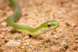 47 Bioactive Buddies Ideas Reptiles Reptiles And Amphibians Amphibians