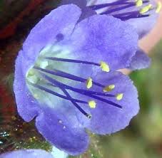 Image result for Ficalhoa