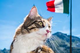 Se avessi dieci centesimi per ogni. Nomi Di Gatti Italiani 325 Idee Per Femmine E Maschi
