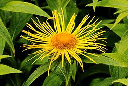 Image result for Inula mannii