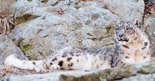 Elar Ericsson Travel Photos Stone Zoo Snow Leopard 03 This Photo Was Taken In A Zoo A Beautiful Snow Leopard Just Relaxing In Front O Snow Leopard Zoo Photo