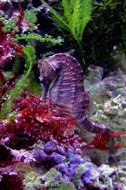 Via Le Jardin Des Mirgaes Fb By Johanna Seahorse Ocean Creatures Ocean